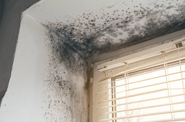 Affordable Black Mold Remediation solutions in Goldsboro, NC