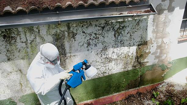 Top rated local Black Mold Remediation specialists in Goldsboro, NC